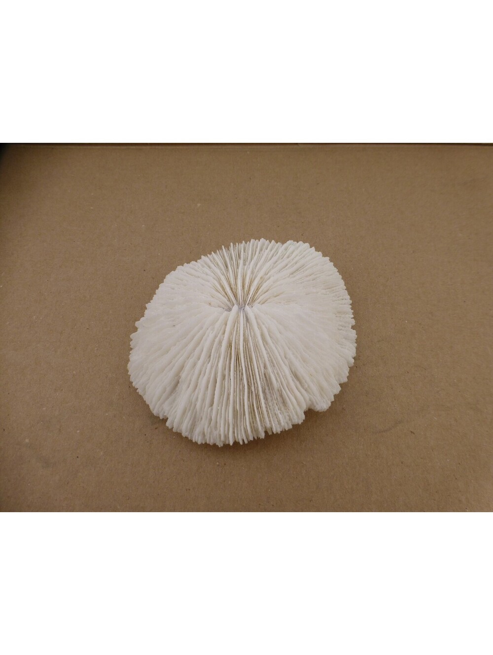 Large White Mushroom Plate Coral Fossil Specimen Marine Ocean Collectible